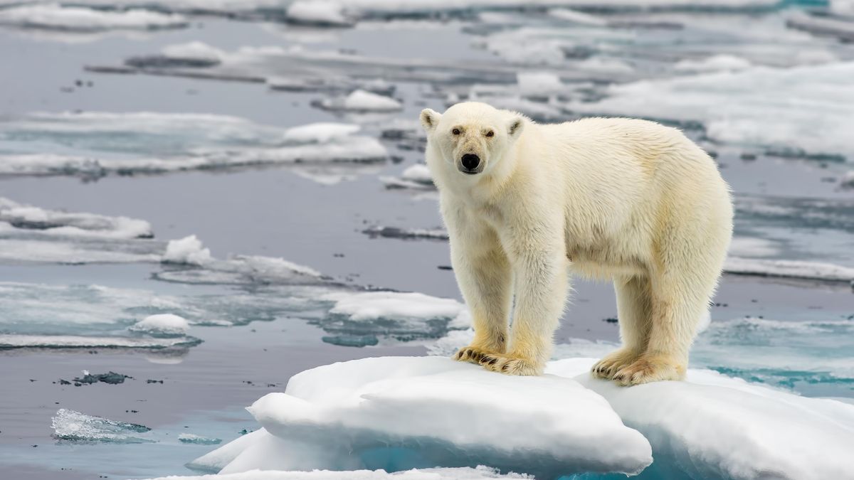 První arktické léto „bez ledu“ přijde mnohem dřív, než vědci čekali